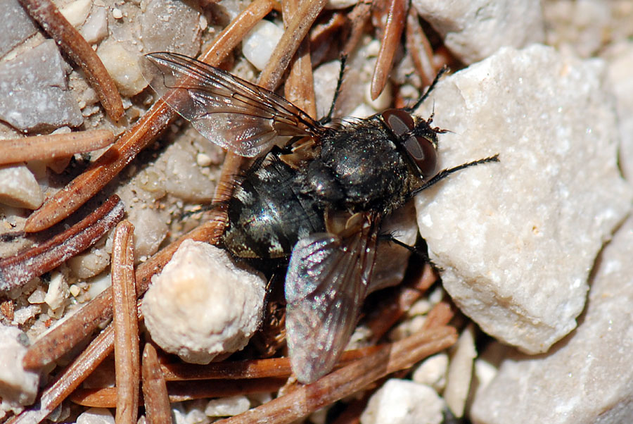 Pollenia sp. (Calliphoridae).
